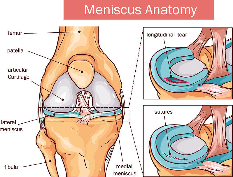 Meniscus Anatomy 